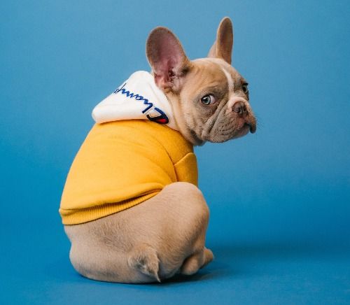 brown short coated dog in orange hoodie